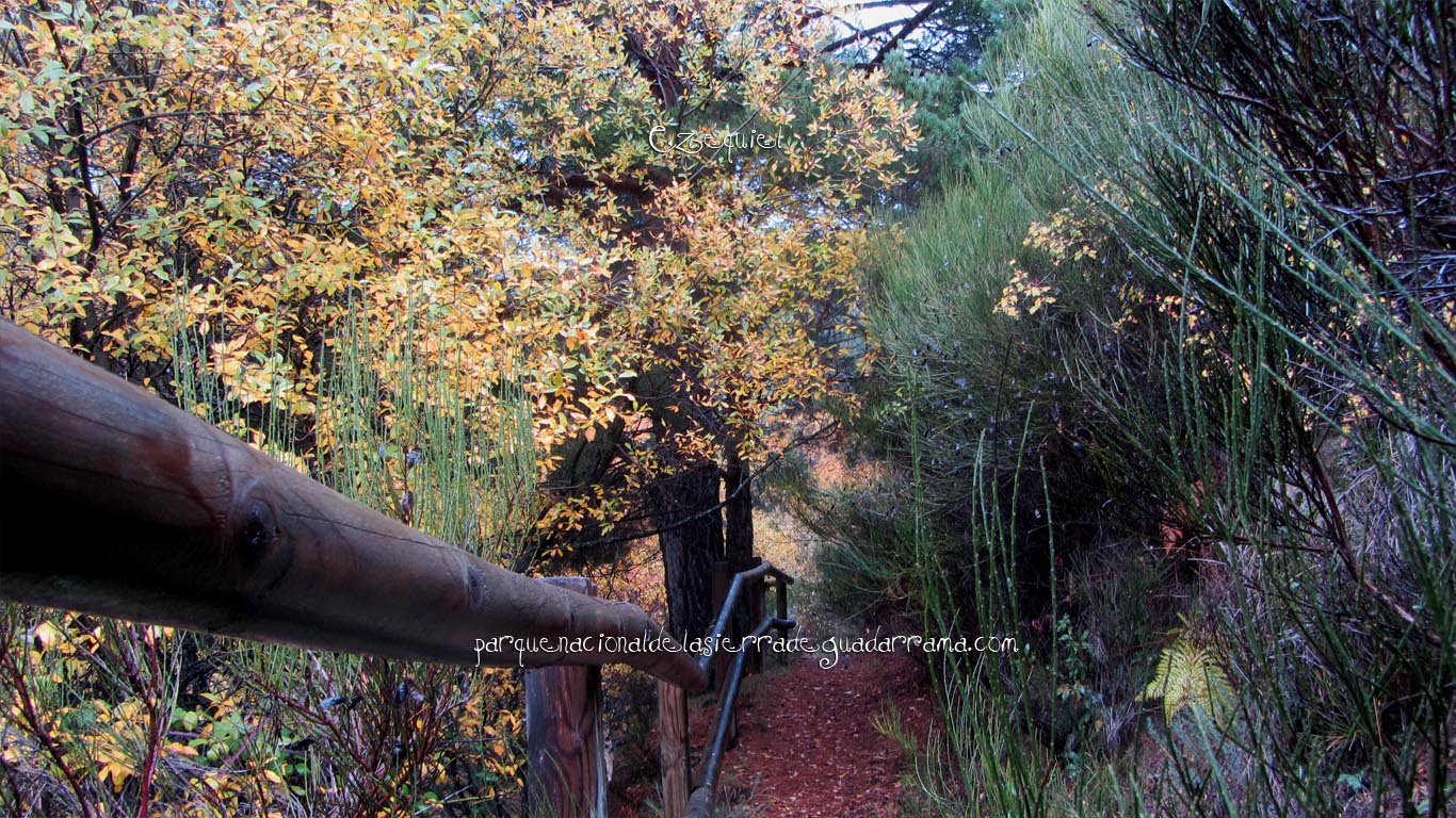 Ruta por el Arroyo del Chiquillo 15 