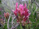 fotos_por_miraflores_de_la_sierra_13