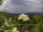 fotos_por_miraflores_de_la_sierra_16