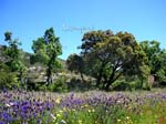 fotos_por_miraflores_de_la_sierra_27